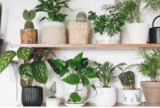 Minimal Punya 1 Jenis, Ini 5 Tanaman Hias Hidroponik Pot Minimalis untuk Rumah Rapi dan Segar