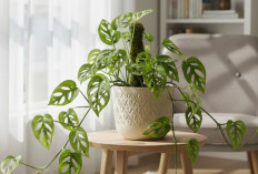 Serap Udara Kotor Bebas Polusi, dengan 6 Tanaman Hias Indoor yang Cocok Buat Rumah di Daerah Perkotaan