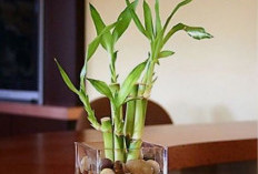 5 Cara Penempatan Bambu Air yang Sesuai dengan Feng Shui, Membawa Kekayaan Hingga Menangkal Energi Negatif