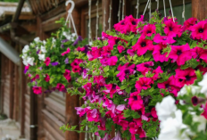 Tahan Panas dan Hujan Badai, 7 Jenis Tanaman Hias gantung untuk Dekorasi Outdoor, Bikin Teras Rumah Estetik