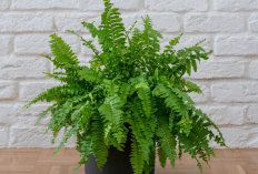 6 Tanaman Hias Indoor Penyerap Polutan, Bikin Udara Rumah Lebih Sehat dan Segar Setiap Hari!