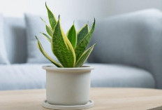 8 Rekomendasi Tanaman Hias Pembawa Keberuntungan, yang Perawatannya Mudah dan Cocok Jadi Dekor Interior