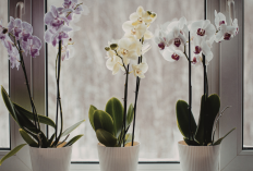 Bikin Rezeki Lancar! Simak 7 Tanaman Hias Pembawa Kekayaan yang Mudah Dicari