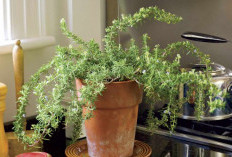 Bantu Atasi Insomnia dan Membawa Keberuntungan, Ini 6 Tanaman Hias Pembawa Keberuntungan yang Elegan & Estetik