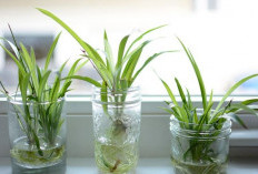 5 Tanaman Hias Hidroponik Ini Cocok Untuk Ruangan Kecil Indoor, Buat Rumah Estetik & Minim Perawatan