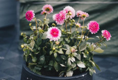 Bukan Sekadar Hiasan, Ini 7 Tanaman Indoor yang Efektif Membersihkan Udara Rumah dan Kurangi Polusi