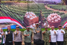 Majalengka Genjot Pengembangan Bawang Putih, Dukung Swasembada Pangan Nasional
