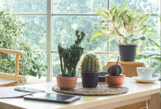 Bikin Hunian Nyaman dan Kualitas Udara Makin Segar, 7 Tanaman Hias Indoor Penyerap Polutan untuk di Ruang Tamu