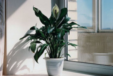 7 Tanaman Indoor yang Bisa Datangkan Hoki Menurut Feng Shui, Bikin Rezeki Lancar & Penuh Energi Positif