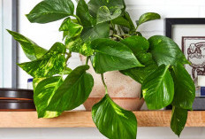 Belum Banyak yang Tahu! Ini 5 Tanaman Hias Penarik Rezeki yang Cocok untuk Dekorasi Interior Rumah Estetik