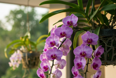 Pajang di Ruang Tamu Gak Makan Ruang! 9 Tanaman Hias Gantung Minimalis untuk Percantik Interior Rumah