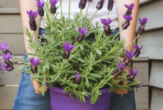 Rahasia Feng Shui : Daftar 4 Tanaman Hias Dapur Bikin Rezeki Ngalir Sambil Masak Di Dapur