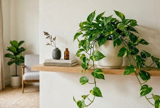 Basmi Polutan Sampai ke Akar-akarnya, Ini 7 Tanaman Hias Dalam Ruangan Pembawa Oksigen Alami