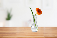 Bukan Sekadar Hiasan, 10 Tanaman Hias Pembersih Udara Ini Menyehatkan Rumah!