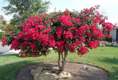 Jangan Salah Pilih! Ini 10 Tanaman Hias yang Ternyata Tidak Cocok di Dalam Rumah