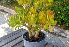 Bawa Berkah & Kelancaran Finansial, Ini 5 Tanaman Hias Depan Rumah Pembawa Rezeki yang Cocok Ditaruh di Teras