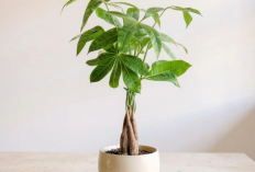 Bukan Sekadar Hiasan, 5 Tanaman Feng Shui Dipercaya Tanaman Pembawa Keberuntungan yang Wajib Ada di Rumah!