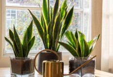 7 Tanaman Penghasil Oksigen di Dalam Rumah yang Bikin Udara Sehat dan Serap Polutan Berbahaya