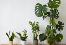 Percantik Interior Rumah dan Tambah Energi Positif, Inilah 6 Tanaman Hias Indoor Favorit Pembawa Rezeki