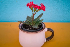 Stres Kerja Berkurang, Ini 8 Pilihan Tanaman Meja Kantor yang Cantik, Praktis dan Menenangkan