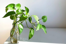 Bisa Mengundang Keberuntungan ke Rumah, Berikut 6 Tanaman Hias Pembawa Hoki yang Cocok Jadi Dekorasi Interior