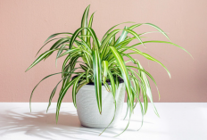 6 Macam Tanaman Hias Indoor Menurut Feng Shui Bisa Berikan Rezeki Pada Pemiliknya, Letakan di Sini!