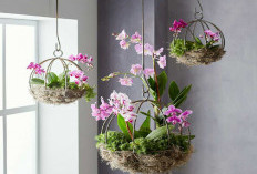 6 Pilihan Tanaman Hias Gantung Pembawa Hoki: Dekorasi Cantik yang Mengundang Keberuntungan Bagi Pemilik