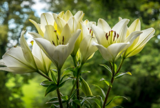 Rekomendasi 7 Tanaman Hias Outdoor Daun Cantik dan Bunga Indah, Bikin Hunian Jadi Makin Asri
