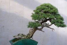 Ingin Rawat Bonsai Tanpa Ribet? Ini Lima Tanaman Mini Bersahabat untuk Pemula dari Larch hingga Jade
