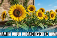 Datangkan Rezeki dengan Merawat 4 Tanaman Hias Outdoor Pembawa Hoki, Nomor Tiga Simbol Kemakmuran!