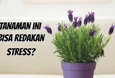 Redakan Stress dengan Merawat 4 Tanaman Hias Pembawa Keberuntungan di Rumah Ini! 