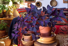 Rekomendasi Desain Interior Alami yang Estetk, 5 Macam Tanaman Hias Daun Ungu untuk Dekorasi Dalam Rumah
