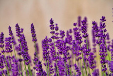 5 Jenis Tanaman Hias Penyerap Bau Tak Sedap Serta Pembawa Keberuntungan! Simak Jenis dan Cirinya Disini