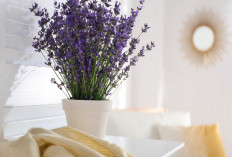 5 Jenis Tanaman Hias dengan Wangi Paling Awet di Dalam Rumah, No 5 Paling Tahan Lama