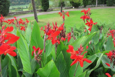 10 Tanaman Hias Outdoor Berbunga Cerah yang Bikin Taman Rumah Selalu Segar, Mudah Dirawat dan Tahan Cuaca