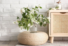 Inspirasi 9 Tanaman Hias Agar Rumah Ceria, Segar dan Menyenangkan untuk Keluarga & Tamu saat Lebaran