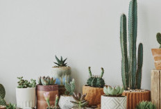 Wajib Ada di Halaman! Ini 7 Tanaman Hias Penangkal Energi Negatif Outdoor yang Dipercaya Bawa Rezeki dan Hoki