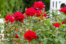 Cantik Namun Mematikan, Berikut Rekomendasi 5 Jenis Tanaman Hias Berduri Tajam