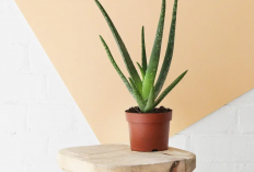 Udara Bebas Polusi, 7 Macam Tanaman Hias yang Berfungsi Sebagai Filter Alami dan Dekorasi untuk Interior Rumah