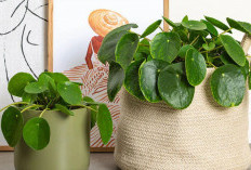 6 Rekomendasi Dekorasi Tanaman Hias Perawatan Minimalis, yang Bisa Saring Polusi & Jarang Diketahui