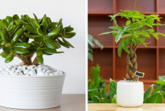 5 Tempat Terbaik Untuk Menempatkan Tanaman Pembawa Keberuntungan di Rumah, Lengkap Dengan Penjelasan