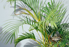 Penarik Rezeki & Kekayaan, 5 Tanaman Hias Outdoor Pembawa Hoki, Bikin Tampilan Segar & Penuh Energi Positif