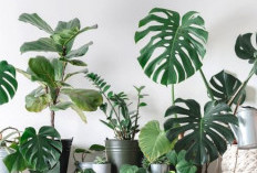 Bikin Teras Lebih Berkesan & Mengundang Rezeki, Berikut 6 Tanaman Hias Outdoor Pembawa Keberuntungan Estetik