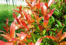 Teras Rumah Panas? 6 Pohon Peneduh Dalam Pot Ini Bikin Hunian Modern Adem, Estetik dan Lebih Hidup