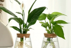 Rekomendasi 5 Tanaman Hias Indoor Estetik yang Cocok dengan Tema Minimalis & Gampang Perawatannya