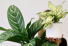 Dekorasi dengan Manfaat Kesehatan, Berikut 5 Tanaman Hias Pembawa Keberuntungan dan Cara Merawatnya