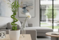 Sulap Indoor Tambah Estetik, Berikut 6 Tanaman Hias Dalam Rumah Pembawa Hoki & Rezeki Menurut Feng Shui