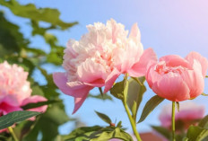 Energi Positif dari Depan Rumah, 6 Tanaman Feng Shui yang Dipercaya Bawa Keberuntungan dan Kemakmuran