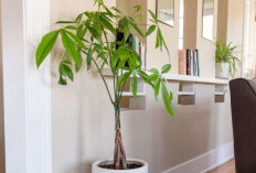 Ubah Udara Kotor Menjadi Energi Positif Pembawa Hoki, Berikut 6 Tanaman Hias Pembawa Keberuntungan 2026