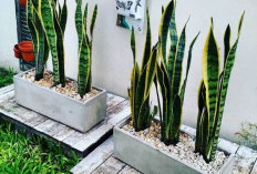 6 Tanaman Hias Tahan Panas dan Hujan yang Cocok Ditempatkan di Depan Rumah, Tampilan Menarik & Lebih Hidup